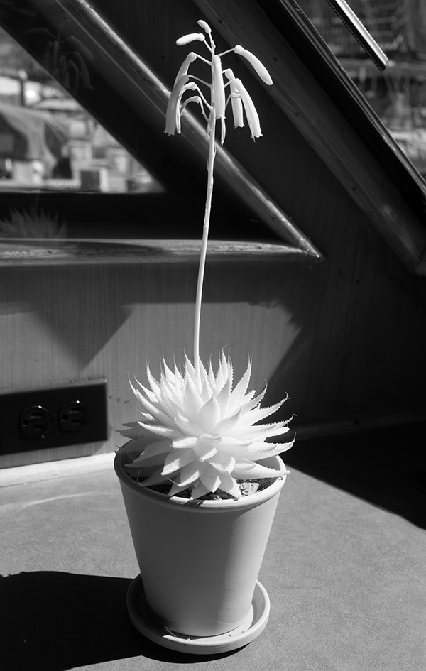 Infrared Photo of Small Potted Succulent in Bloom.